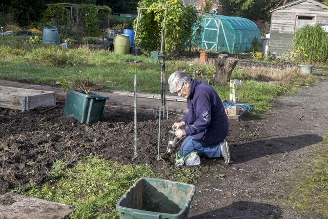 Jean planting spring bulbs on the New Shoots Gardening Club plot, St Margarets Road Site