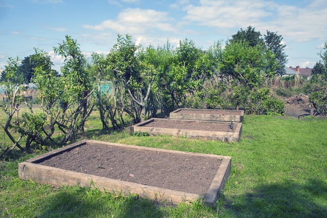 Raised beds on Washwood Heath Nursery Plot