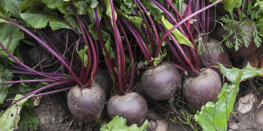 Beetroot – Superfood