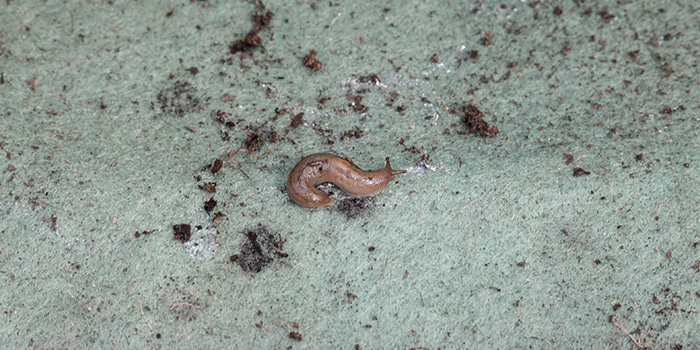 Dealing with slugs