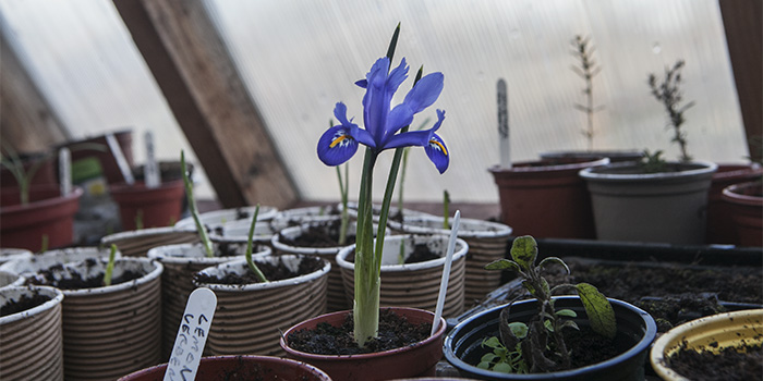 New Shoots First Flowers