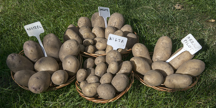 Growing potatoes