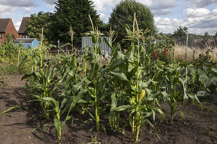 Ward End Gardeners Association Co-operative is born